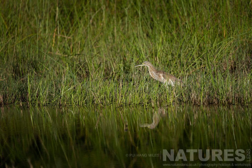 A Squacco Heron on the banks of the Chobe River photographed in the locations used for the NaturesLens Fantastic Wildlife of the Chobe River photography holiday