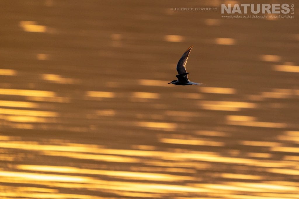 A Tern flies past photographed by Ian Roberts whilst guiding a NaturesLens tour to photograph Mulls Wildlife