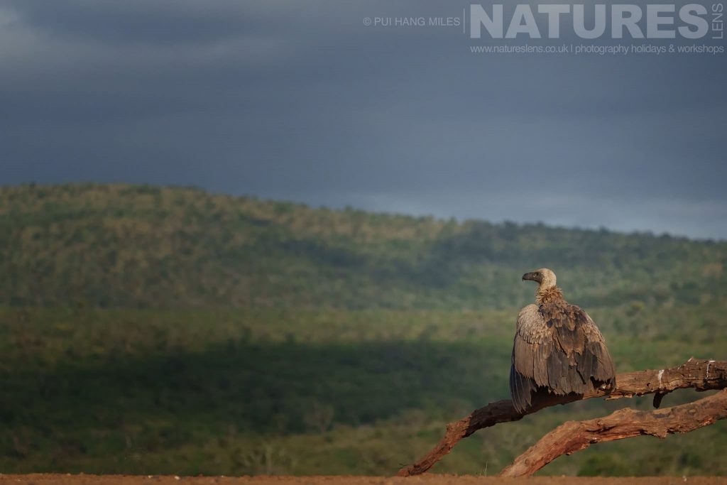 A Vulture looks to the mountains as photographed during the NaturesLens Zimanga Wildlife Hides and Safaris Photography Holiday