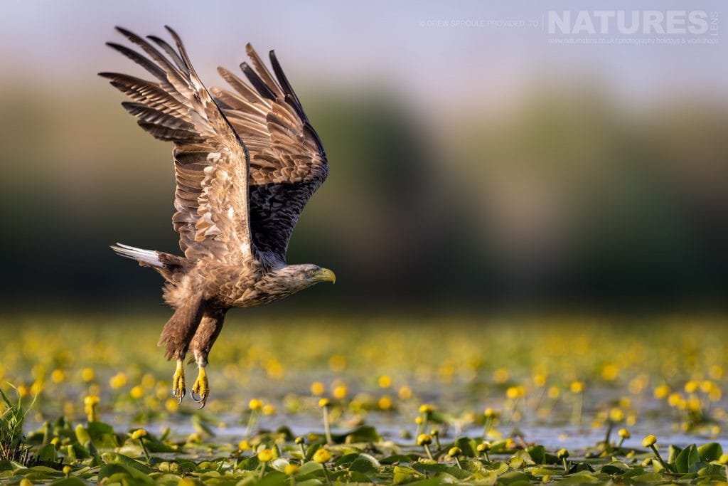 A White Tailed Eagle takes flight typical of the kind of image you will capture during the Danube Delta Bird Photography trip