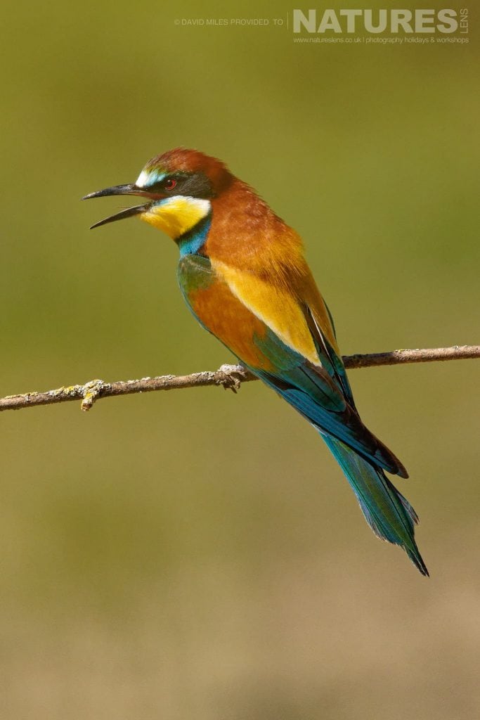 A calling bee eater captured at one of the locations used for the Natureslens Eagles Other Birdlife Of Northern Spain Photography Holiday