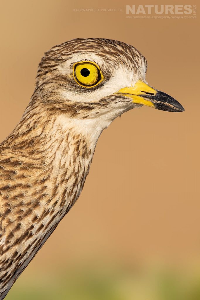 A closeup of a Stone Curlew typical of the type of image you will have opportunities to capture during our Birds of Toledo photography holiday