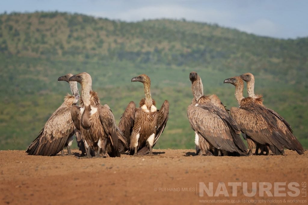 A committee of vultures captured during the NaturesLens Zimanga Wildlife Hides and Safaris Photography Holiday