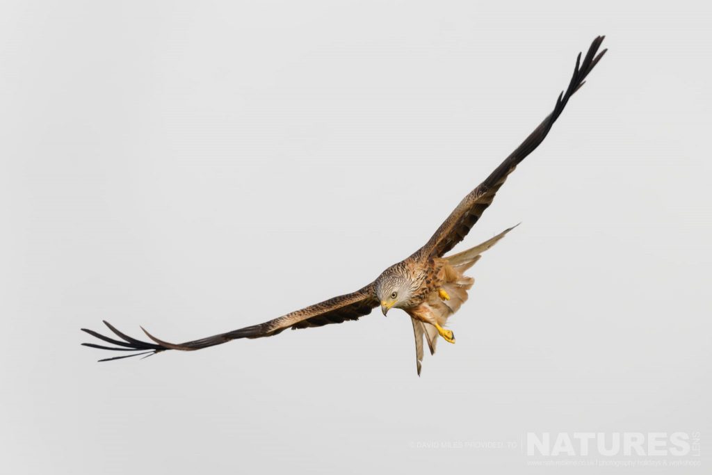 A diving kite captured at one of the locations used for the Natureslens Eagles Other Birdlife Of Northern Spain Photography Holiday