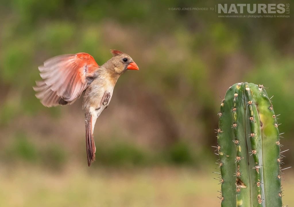 A female Northern Cardinal Female comes in to land photographed during the NaturesLens Birdlife of Texas Photography Holiday 1