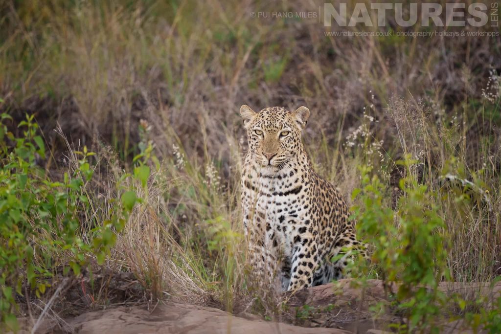 A female leopard sat on a fallen tree trunk photographed during the NaturesLens Zimanga Wildlife Hides and Safaris Photography Holiday