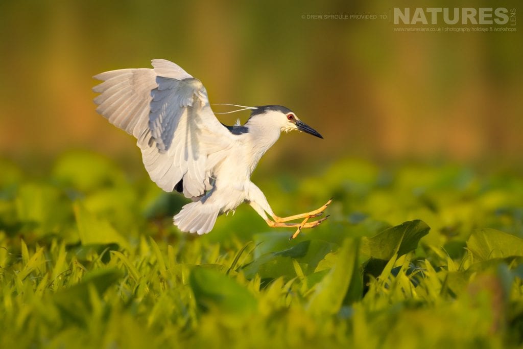 A gorgeous Night Heron comes in for a landing typical of the kind of image you will capture during the Danube Delta Bird Photography trip