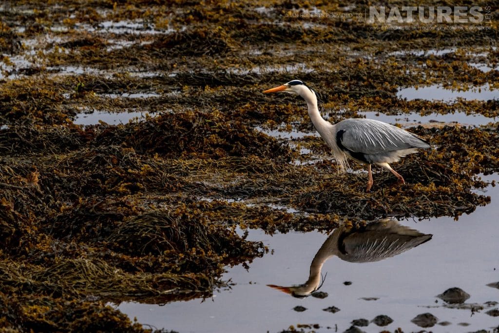 A heron its reflection amongst the kelp photographed by Ian Roberts whilst guiding a NaturesLens tour to photograph Mulls Wildlife