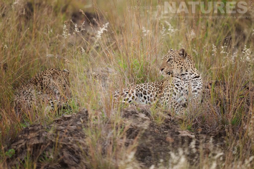 A leopard and her cub lounging in the long grass as captured during the NaturesLens Zimanga Wildlife Hides and Safaris Photography Holiday