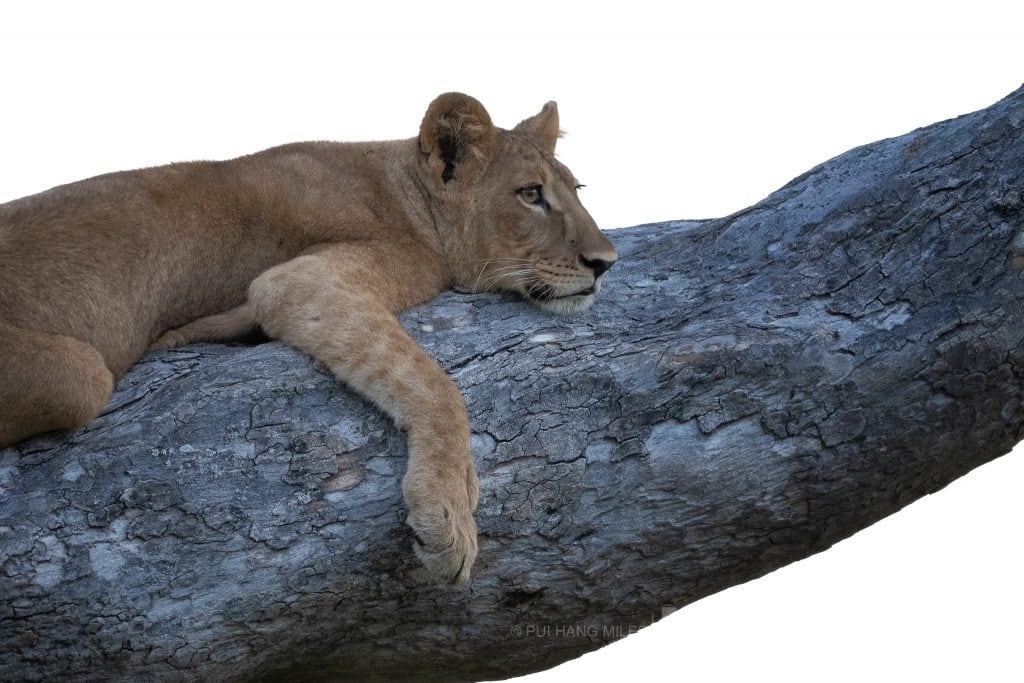 A lion relaxes in a tree photographed in the locations used for the NaturesLens Fantastic Wildlife of the Chobe River photography holiday