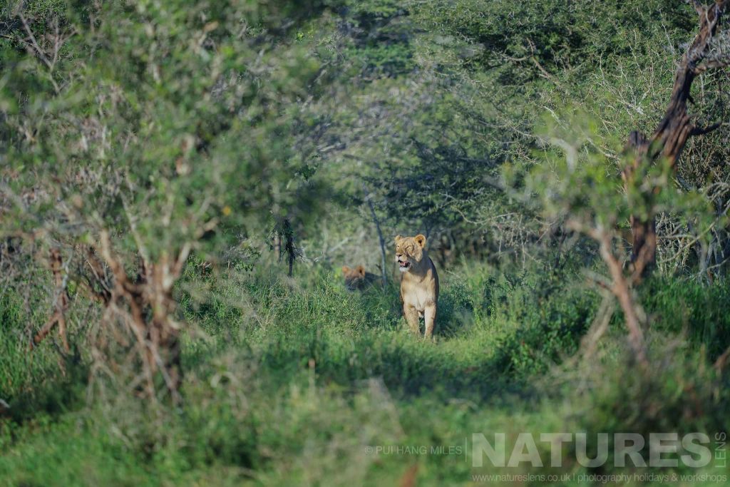 A lioness looking at prey as she emerges from the clearing as captured during the NaturesLens Zimanga Wildlife Hides and Safaris Photography Holiday