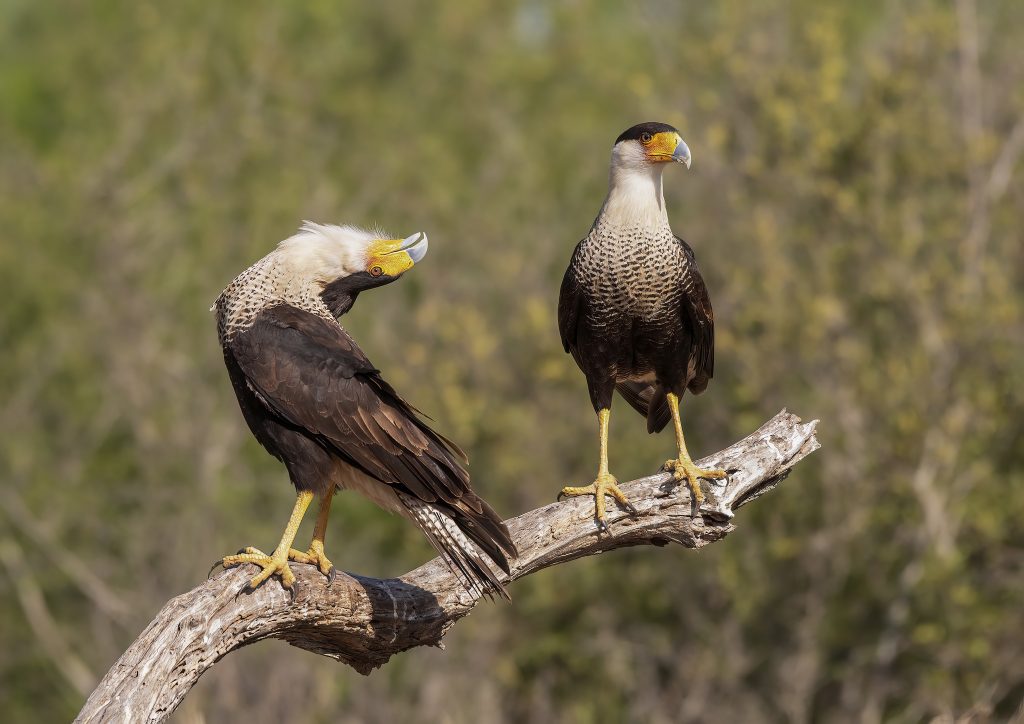 A pair of Caracara photographed during the NaturesLens Birdlife of Texas Photography Holiday