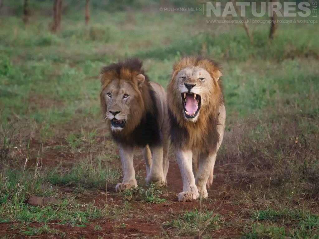 A pair of male lions as photographed during the NaturesLens Zimanga Wildlife Hides and Safaris Photography Holiday