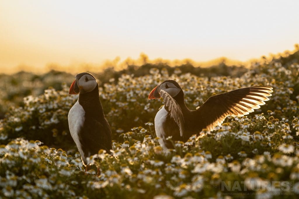 A pair of puffins bathed in soft light this image was captured during the NaturesLens Welsh Puffins of Skomer Island photography holiday
