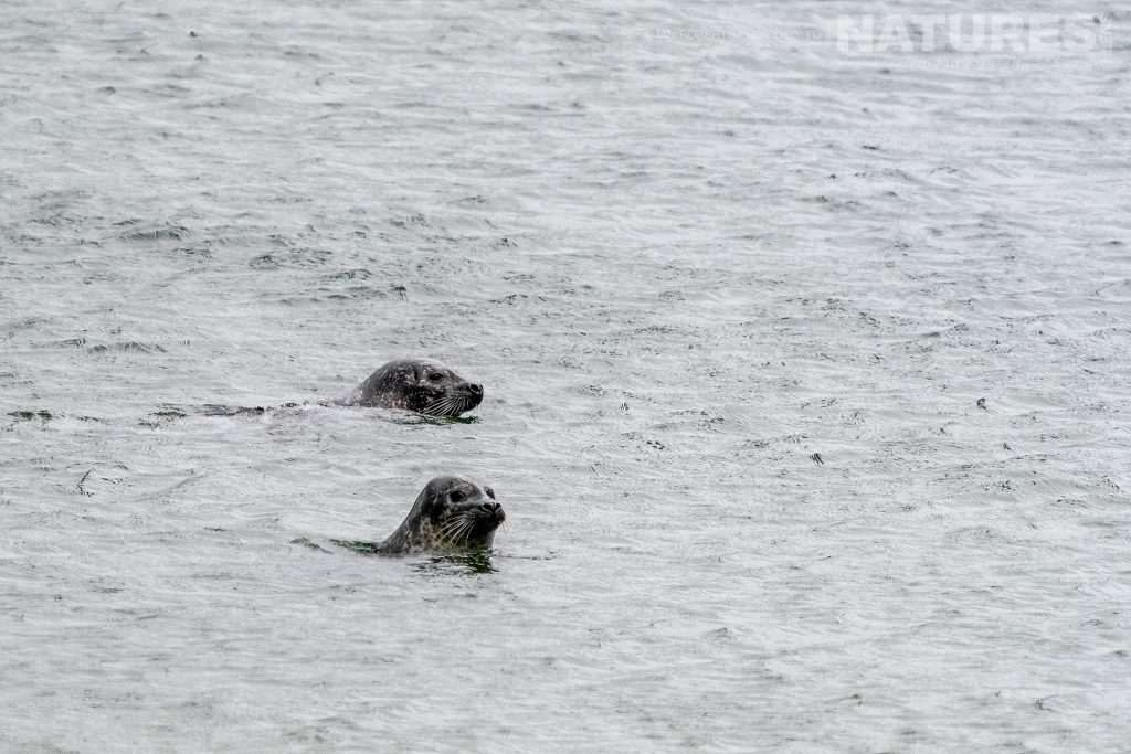 A pair of seals swimming in one the lochs photographed by Ian Roberts whilst guiding a NaturesLens tour to photograph Mulls Wildlife