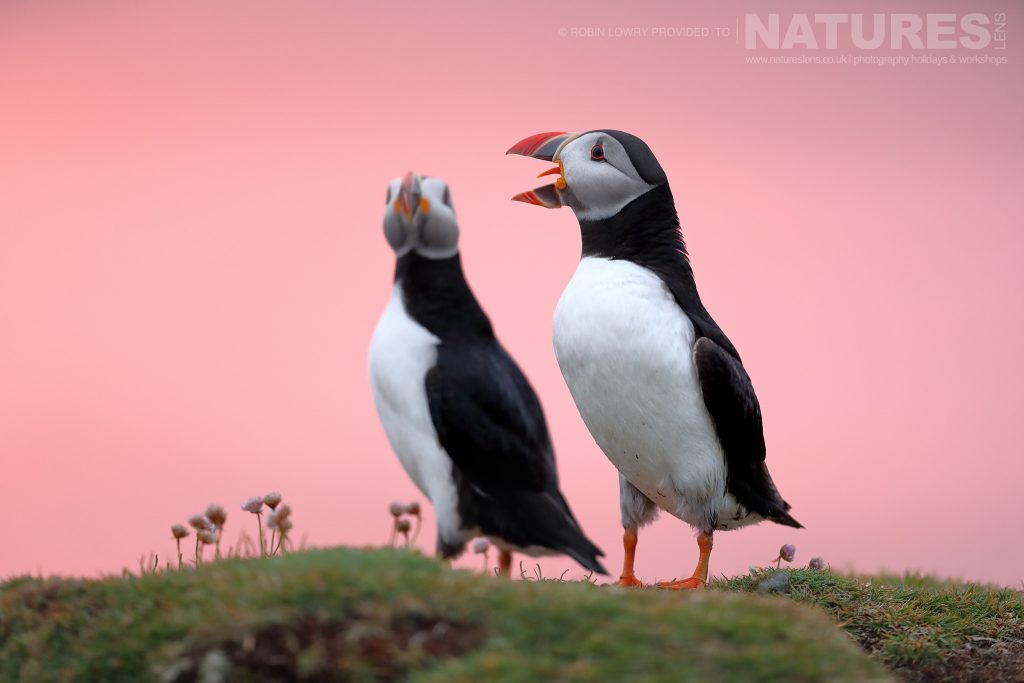 A pair of the Puffins of Fair Isle against a beautiful pink sky this image was captured during the NaturesLens Atlantic Puffins of Fair Isle photography holiday