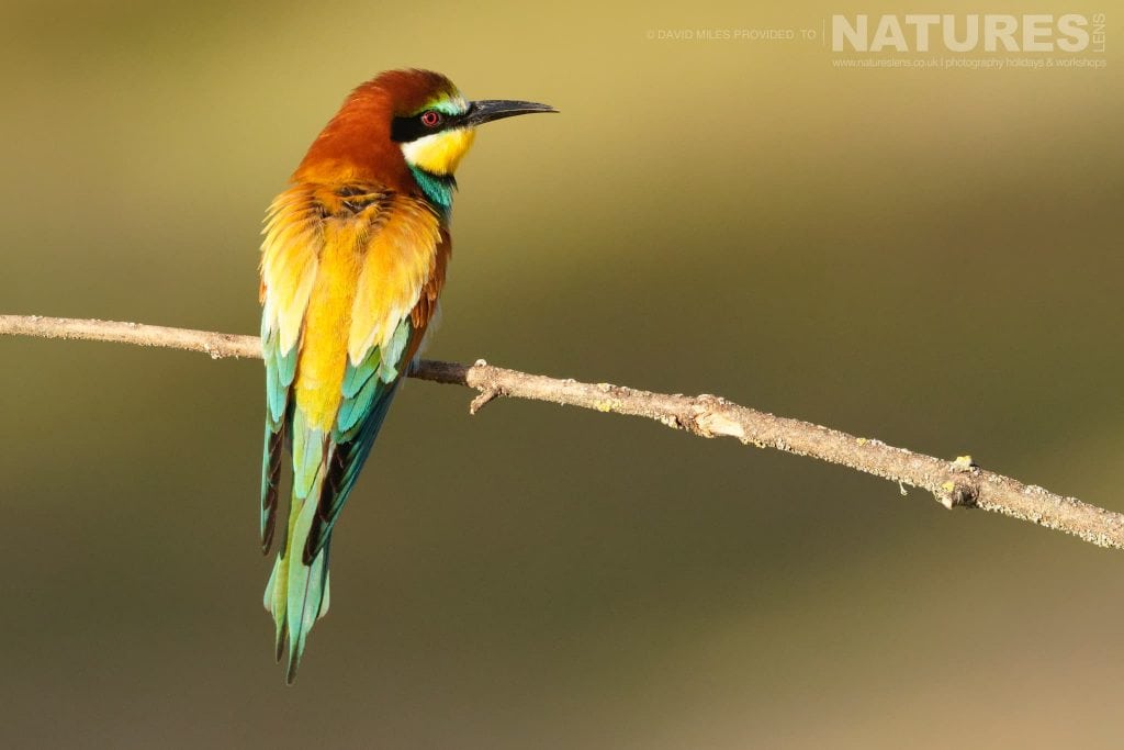 A perched Bee Eater captured at one of the locations used for the Natureslens Eagles Other Birdlife Of Northern Spain Photography Holiday
