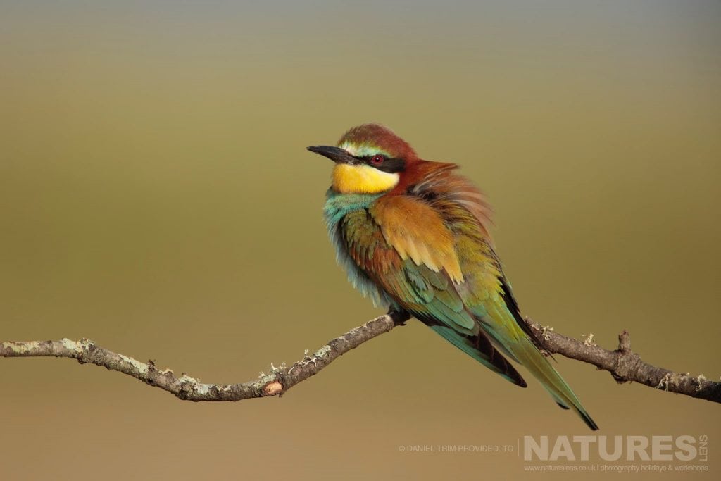 A perched Bee Eater typical of the type of image you should be able to capture during our Spanish Birds of Calera photography holiday