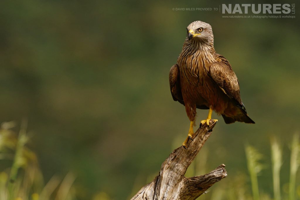 A perched Black KiteA portrait of a black kite captured at one of the locations used for the Natureslens Eagles Other Birdlife Of Northern Spain Photography Holiday