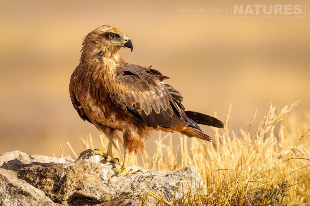 A portrait of a Black Kite typical of the type of image you will have opportunities to capture during our Birds of Toledo photography holiday