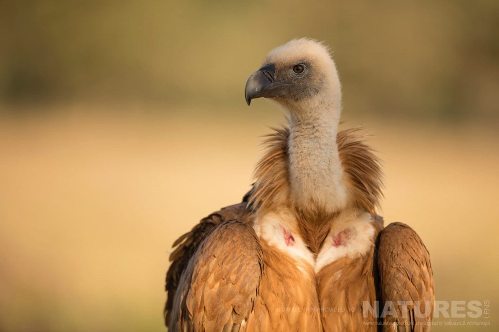 A portrait of a Griffon Vulture typical of the type of image you should be able to capture during our Spanish Birds of Calera photography holiday