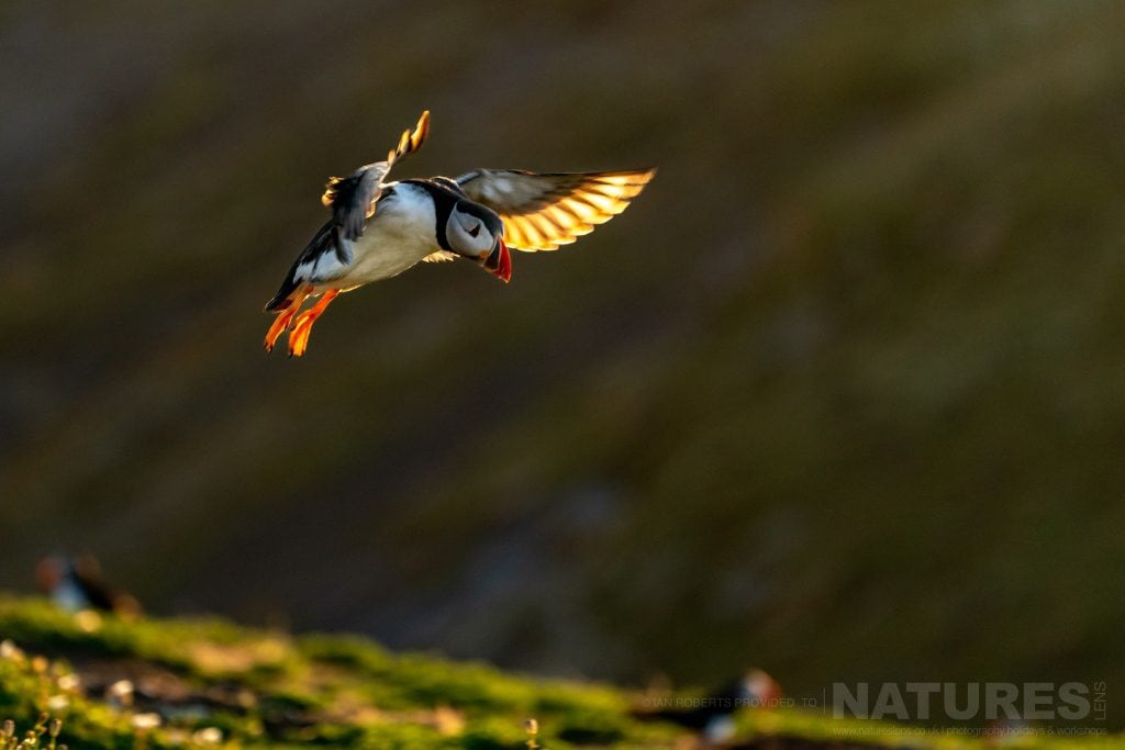 A puffin returns to the island illuminated from behind by the evening sun this image was captured during the NaturesLens Welsh Puffins of Skomer Island photography holiday