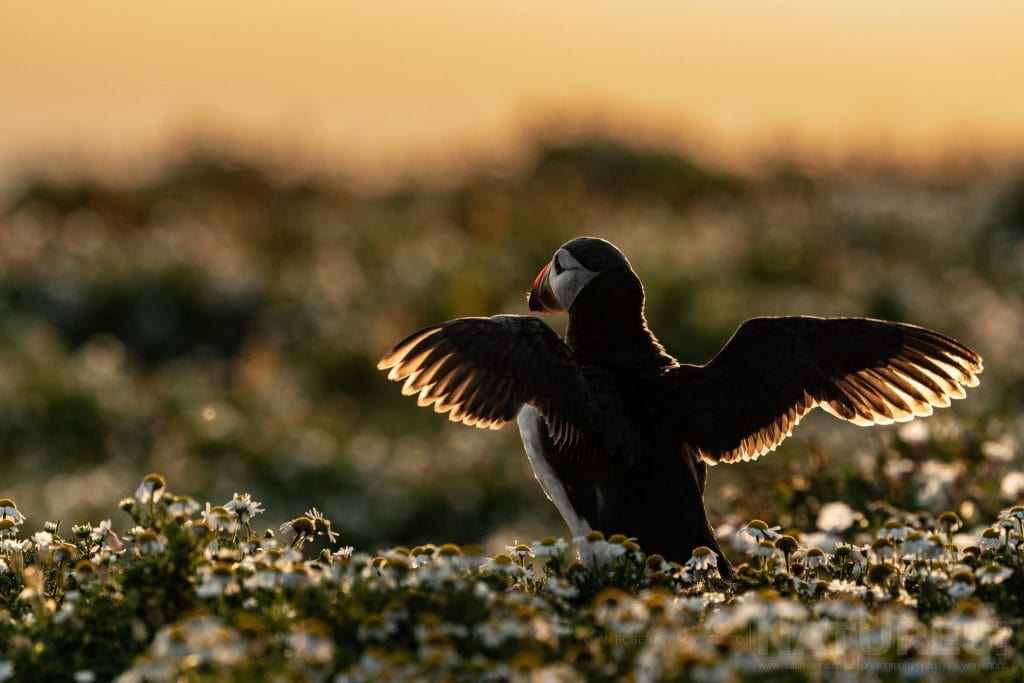 A puffin stretches its wings illuminated from behind by the light of the rising sun this image was captured during the NaturesLens Welsh Puffins of Skomer Island photography holiday