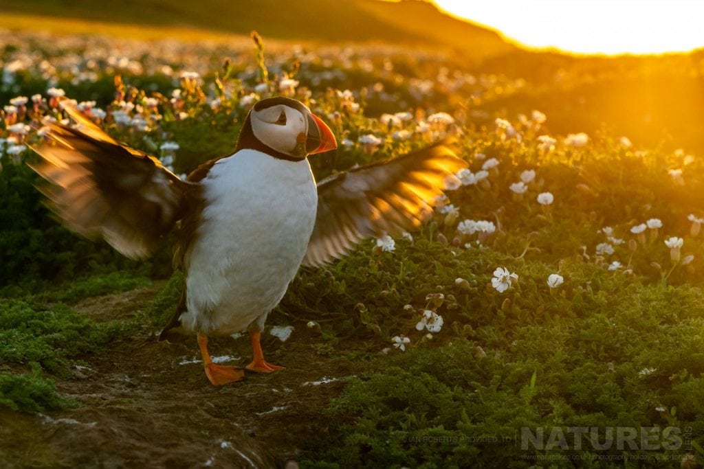 A puffin stretches its wings illuminated from behind by the rising sun this image was captured during the NaturesLens Welsh Puffins of Skomer Island photography holiday
