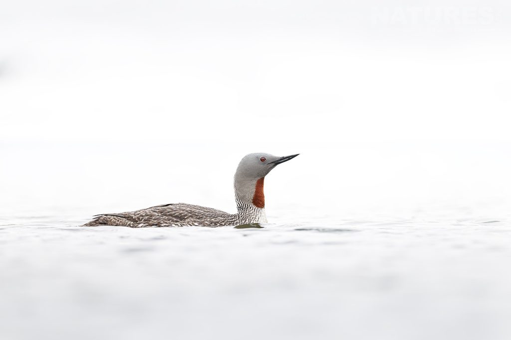 A red throated diver swims past on one of the small lagoons typical of the kind of image we hope you will capture during our Arctic Wildlife Of Svalbard photography holiday