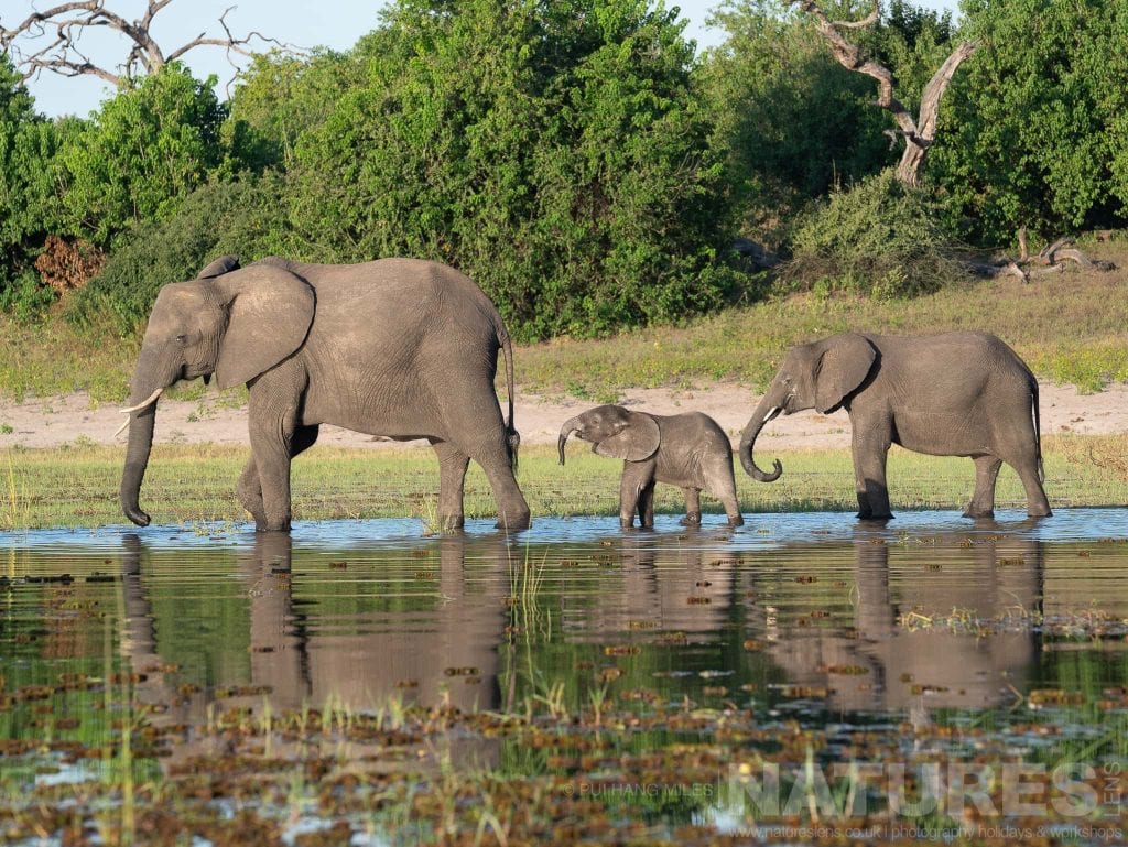 A trio of Elephants on the banks of the Chobe River photographed in the locations used for the NaturesLens Fantastic Wildlife of the Chobe River photography holiday