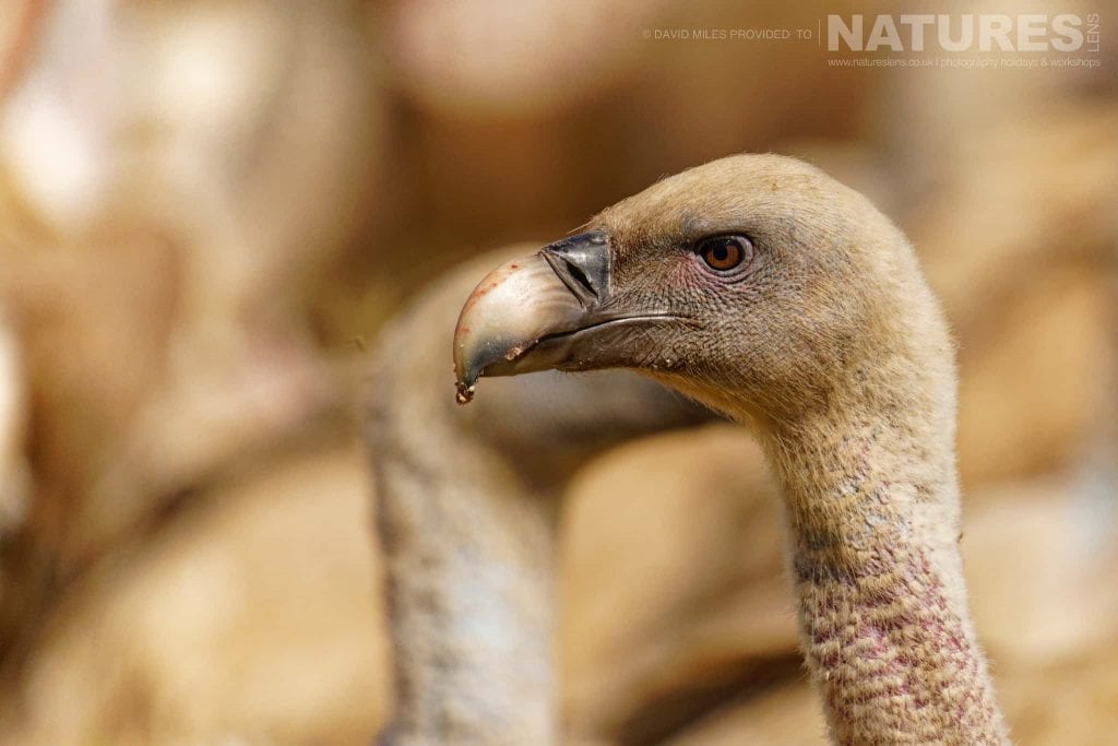 A vulture amongst a throng of vultures captured at one of the locations used for the Natureslens Eagles Other Birdlife Of Northern Spain Photography Holiday