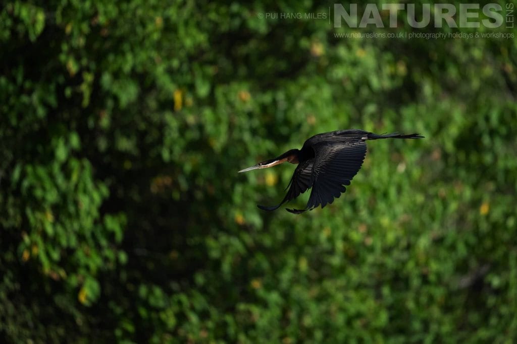 An Anhinga takes flight above the Chobe River photographed in the locations used for the NaturesLens Fantastic Wildlife of the Chobe River photography holiday.jpg