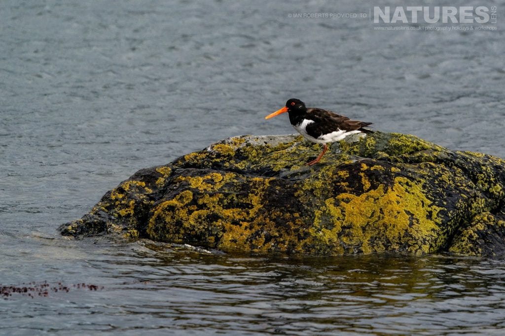 An Oystercatcher poses on rocks photographed by Ian Roberts whilst guiding a NaturesLens tour to photograph Mulls Wildlife