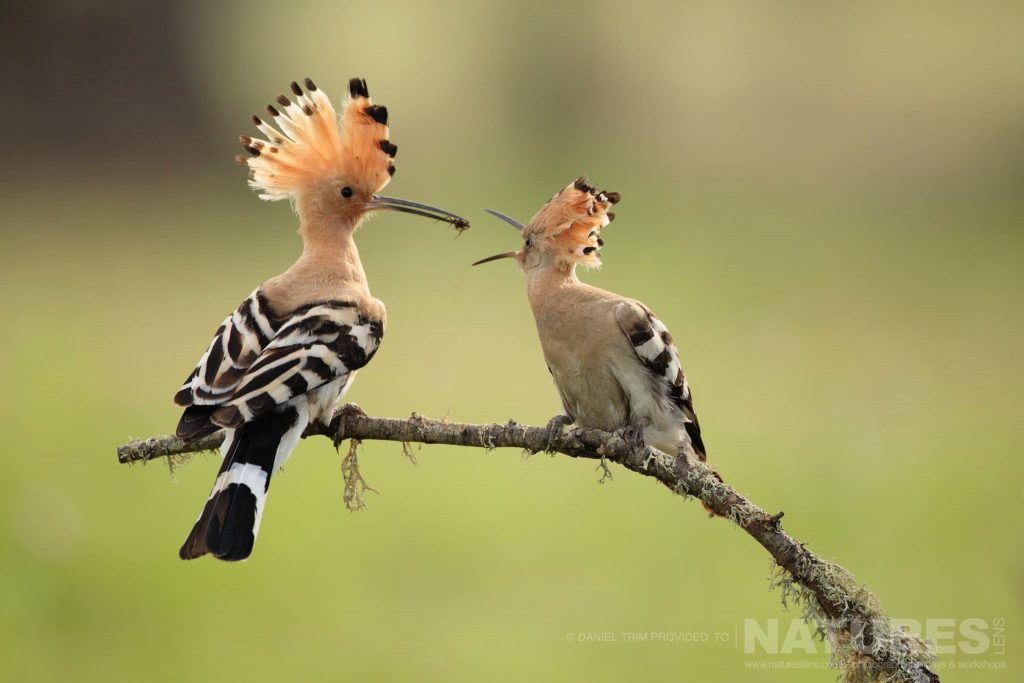 An adult Hoopoe feeds a juvenile typical of the type of image you should be able to capture during our Spanish Birds of Calera photography holiday