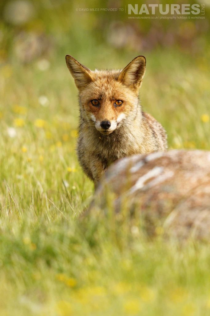 An adult fox visits one of the hide locations captured at one of the locations used for the Natureslens Eagles Other Birdlife Of Northern Spain Photography Holiday