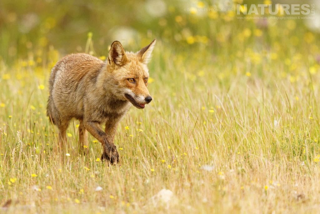 An adult red fox approaches one of the hide locations captured at one of the locations used for the Natureslens Eagles Other Birdlife Of Northern Spain Photography Holiday