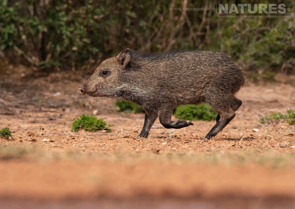 An immature Collared Peccary or Havelina photographed during the NaturesLens Birdlife of Texas Photography Holiday 1