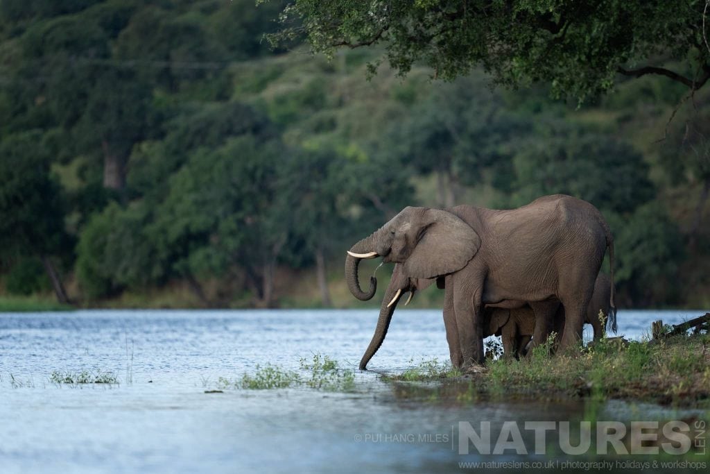 Elephants drinking from the Chobe River photographed in the locations used for the NaturesLens Fantastic Wildlife of the Chobe River photography holiday