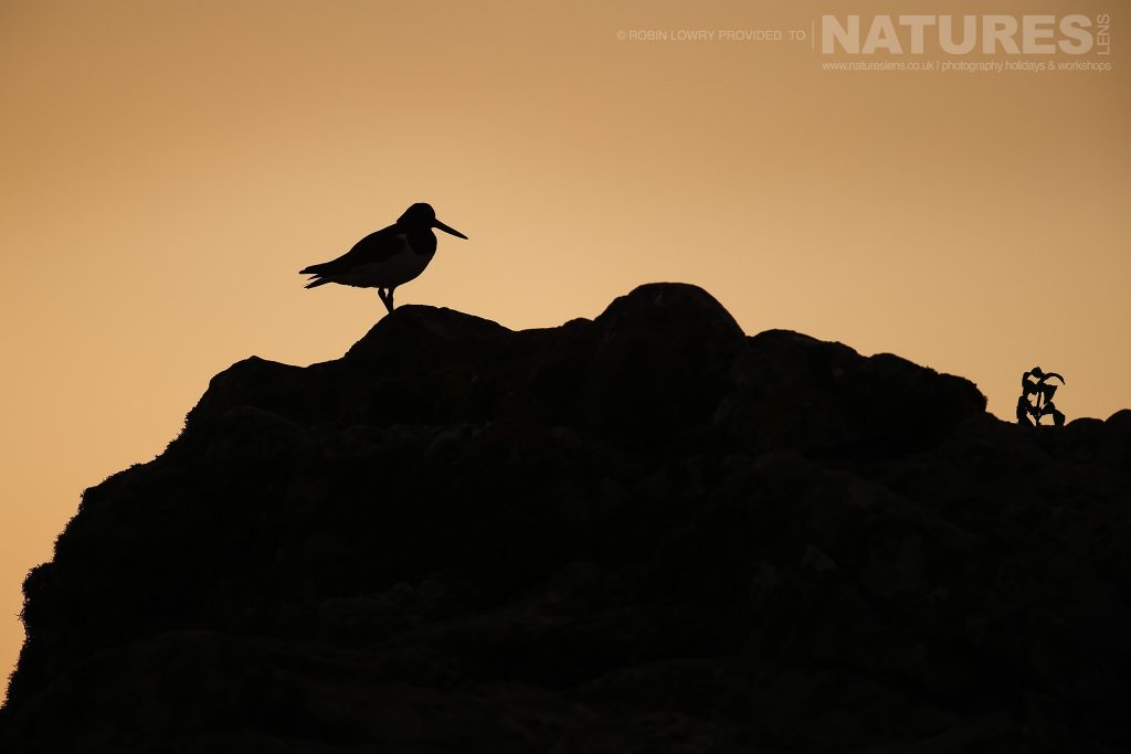 Its not all about puffins there are plenty of other species to photograph too this image was captured during the NaturesLens Atlantic Puffins of Skomer photography holiday
