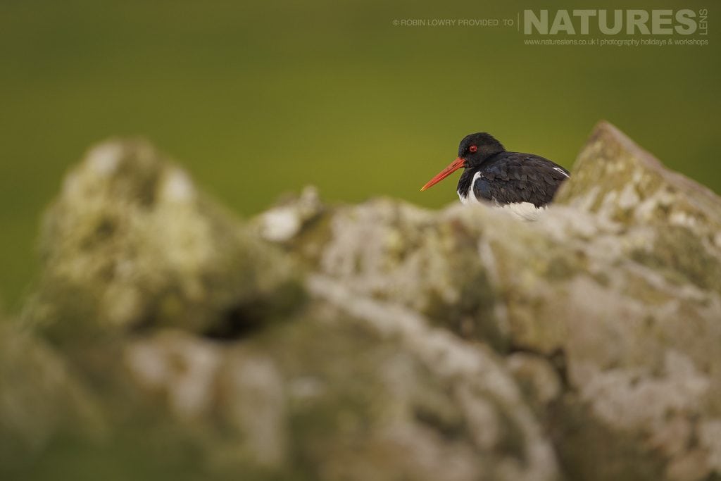 Its not just about puffins there are plenty of other species to photograph too this image was captured during the NaturesLens Atlantic Puffins of Skomer photography holiday