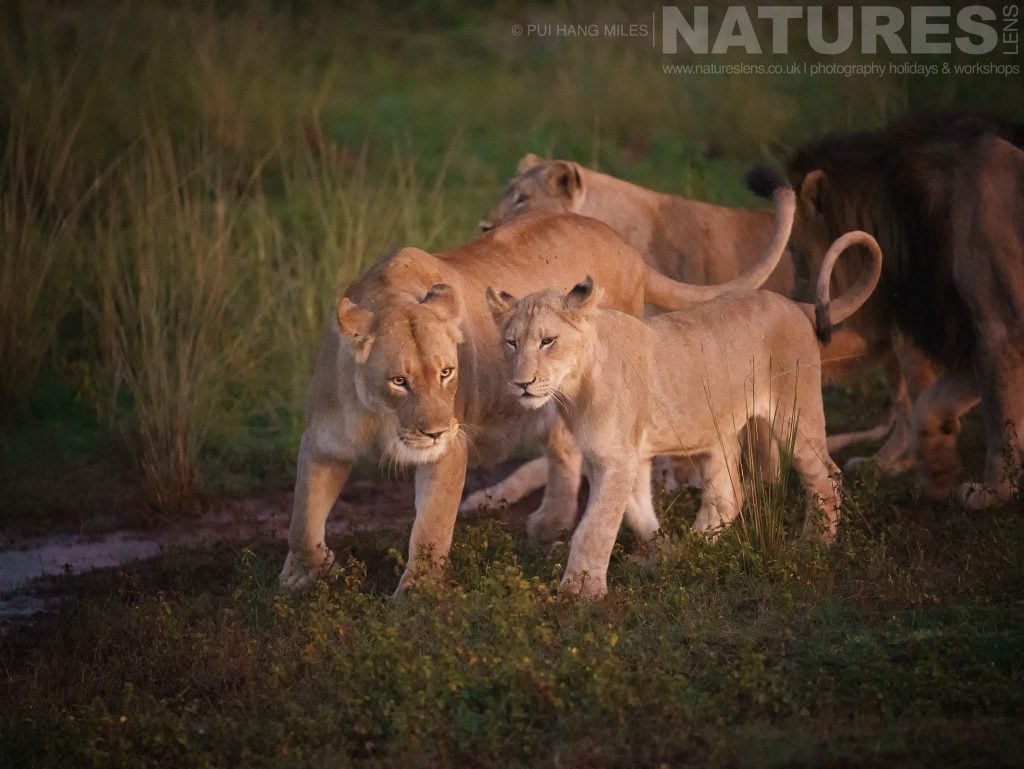Lion family at sunset as photographed during the NaturesLens Zimanga Wildlife Hides and Safaris Photography Holiday