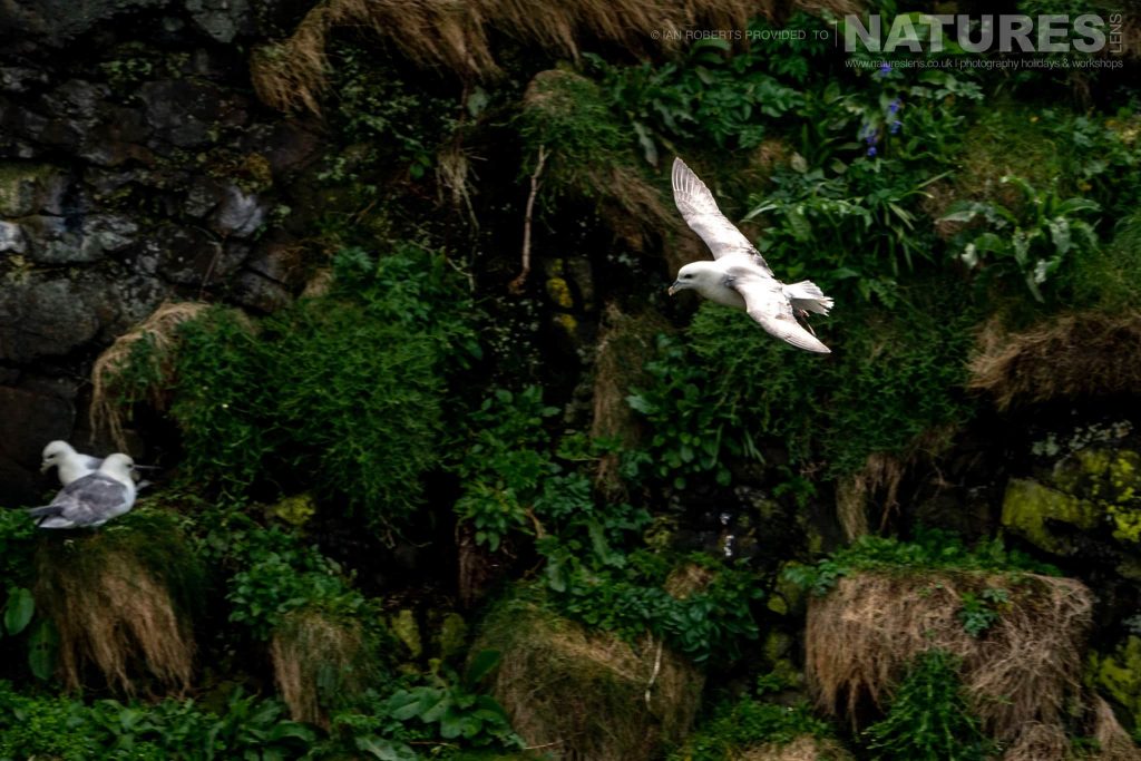 Many of the cliffs are home to various seabirds photographed by Ian Roberts whilst guiding a NaturesLens tour to photograph Mulls Wildlife