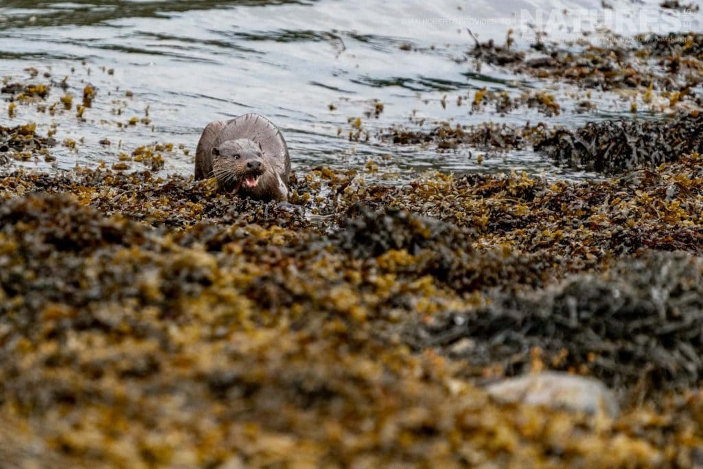 One of Mulls Eurasian Otters amongst the kelp photographed by Ian Roberts whilst guiding a NaturesLens tour to photograph Mulls Wildlife