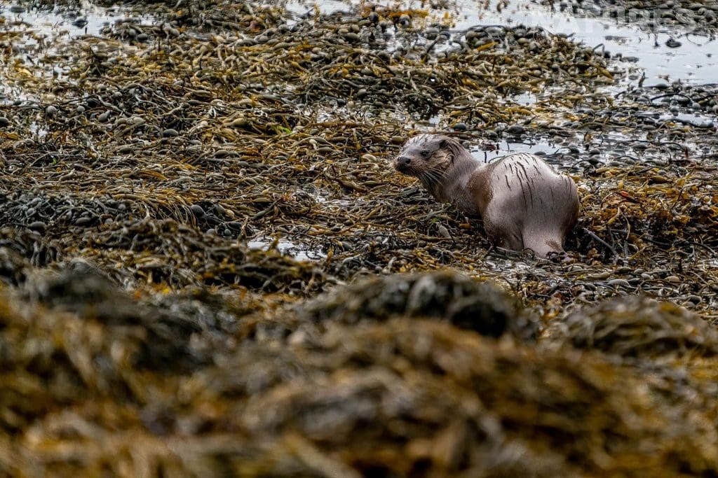 One of Mulls Eurasian Otters poses amongst the kelp photographed by Ian Roberts whilst guiding a NaturesLens tour to photograph Mulls Wildlife