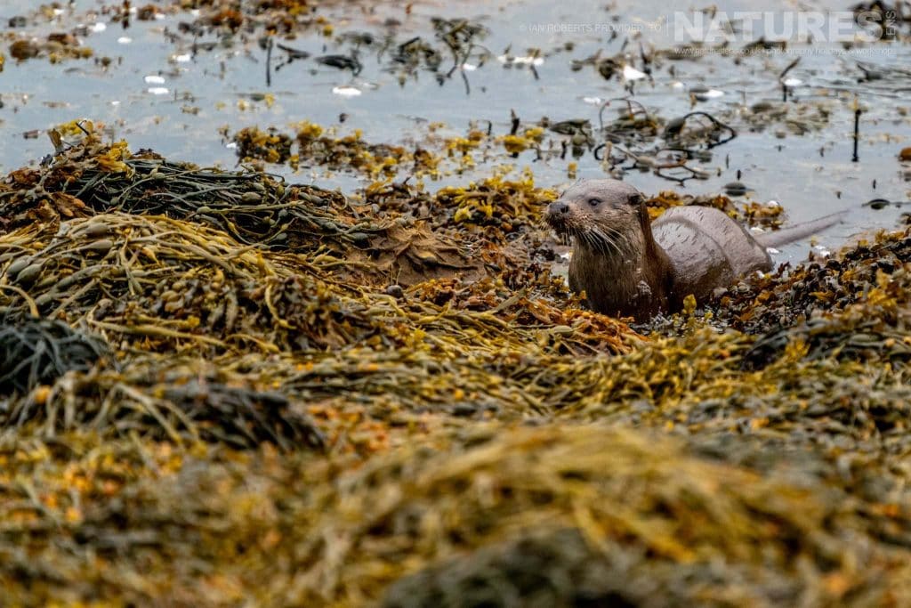 One of Mulls Otters amongst the kelp photographed by Ian Roberts whilst guiding a NaturesLens tour to photograph Mulls Wildlife