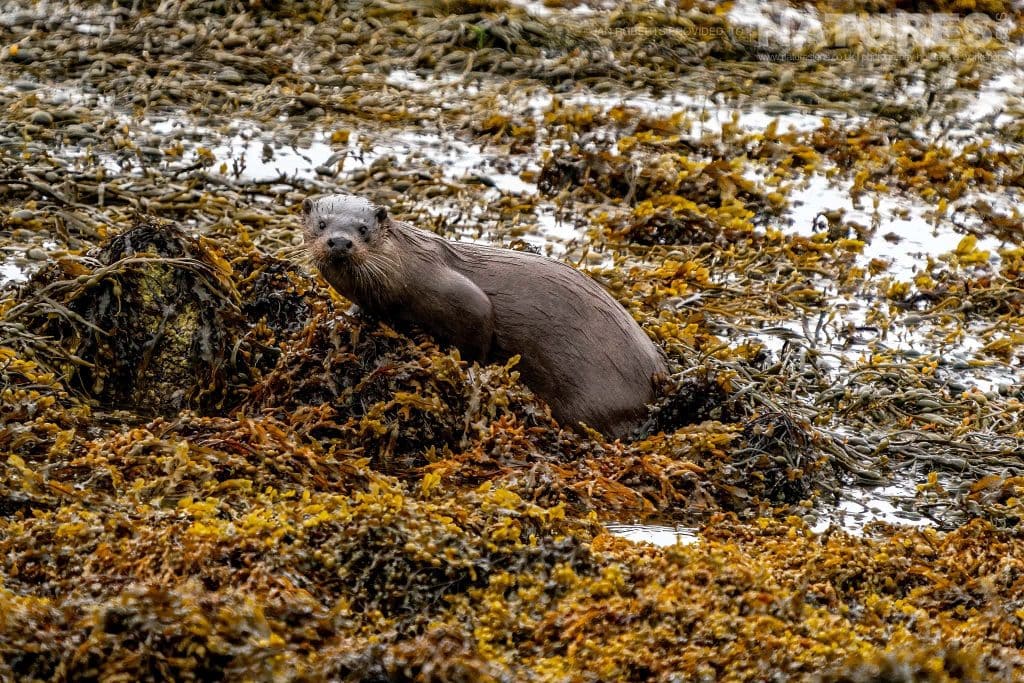 One of Mulls Otters poses amongst the kelp photographed by Ian Roberts whilst guiding a NaturesLens tour to photograph Mulls Wildlife