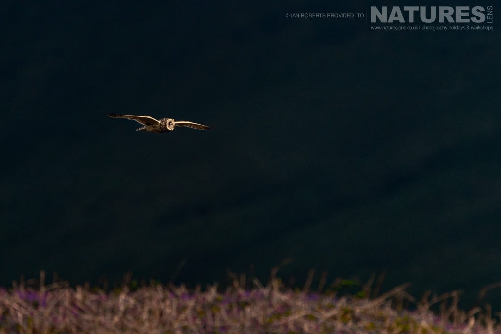 One of Mulls fabulous Short eared Owls flies above the scrubland photographed by Ian Roberts whilst guiding a NaturesLens tour to photograph Mulls Wildlife