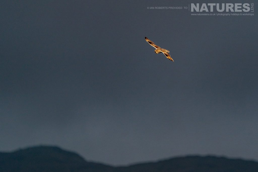 One of Mulls fabulous Short eared Owls prepares to dive photographed by Ian Roberts whilst guiding a NaturesLens tour to photograph Mulls Wildlife