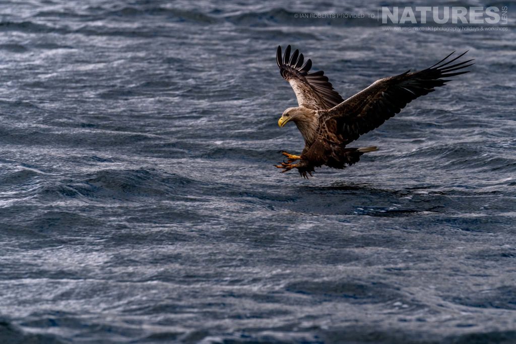 One of Mulls fabulous White tailed Sea Eagles above the choppy waters photographed by Ian Roberts whilst guiding a NaturesLens tour to photograph Mulls Wildlife