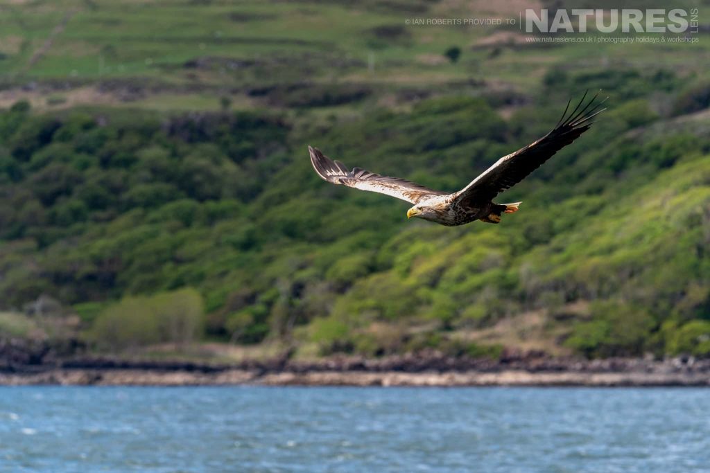 One of Mulls fabulous White tailed Sea Eagles flies above the choppy waters of one the inlets photographed by Ian Roberts whilst guiding a NaturesLens tour to photograph Mulls Wildlife